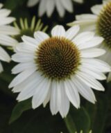 Echinacea purpurea 'White Swan' (Zonnehoed)