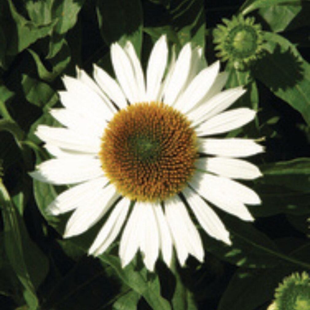 Echinacea purpurea 'White Swan' (Zonnehoed)