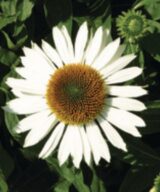 Echinacea purpurea 'White Swan' (Zonnehoed)