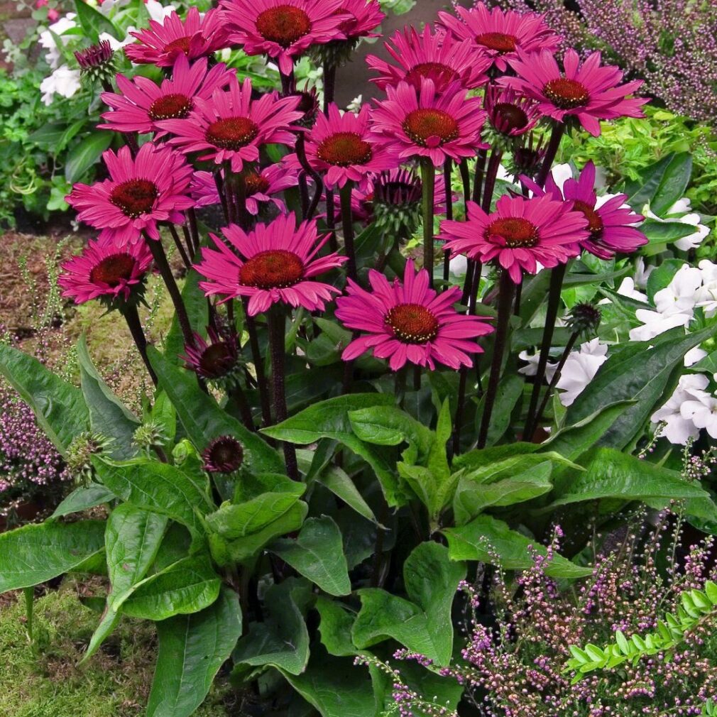 Echinacea purpurea 'Fatal Attraction' ®(Zonnehoed)