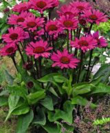 Echinacea purpurea 'Fatal Attraction' ®(Zonnehoed)