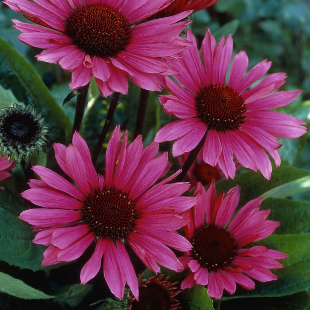 Echinacea purpurea 'Fatal Attraction' ®(Zonnehoed)