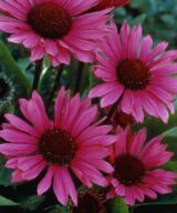 Echinacea purpurea 'Fatal Attraction' ®(Zonnehoed)