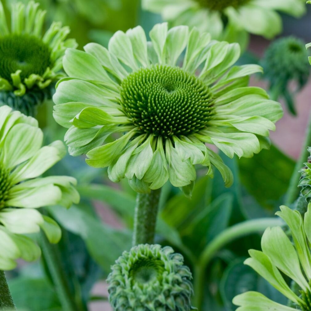 Echinacea purpurea 'Green Jewel' ®(Zonnehoed)