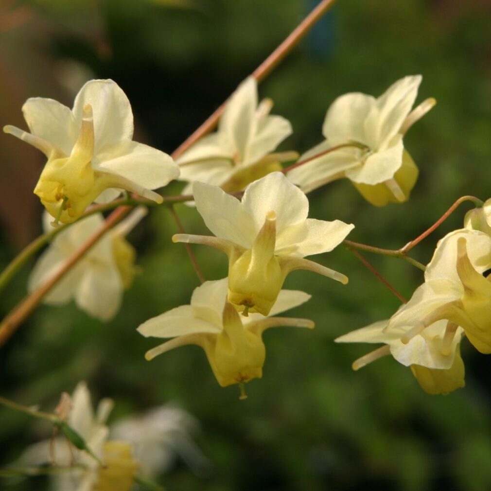 Epimedium versicolor 'Sulphureum' (Elfenbloem)