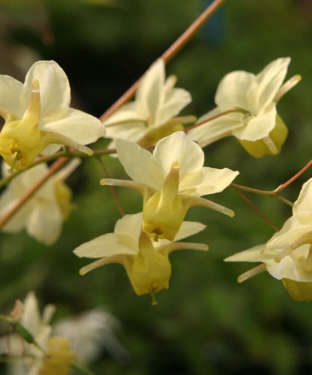 Epimedium versicolor 'Sulphureum' (Elfenbloem)