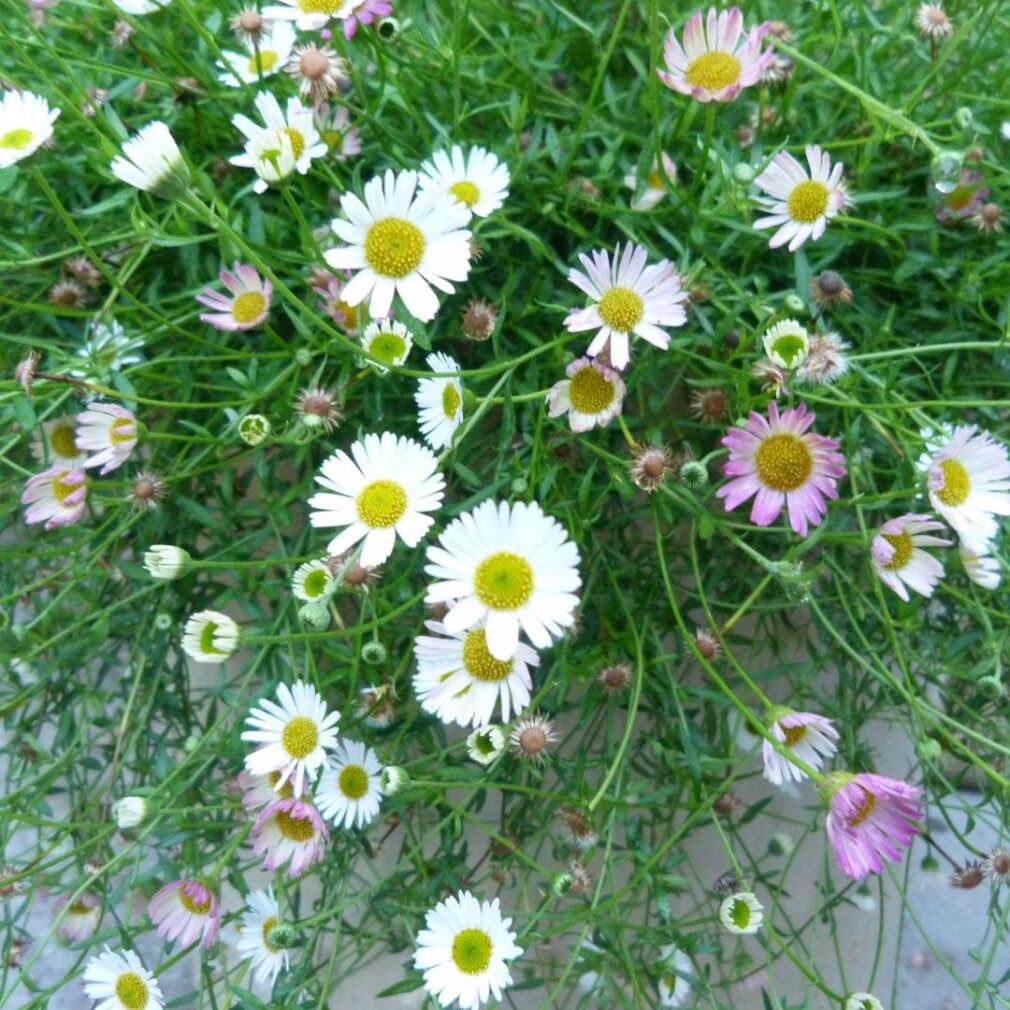 Erigeron karvinskianus (Muurfijnstraal)