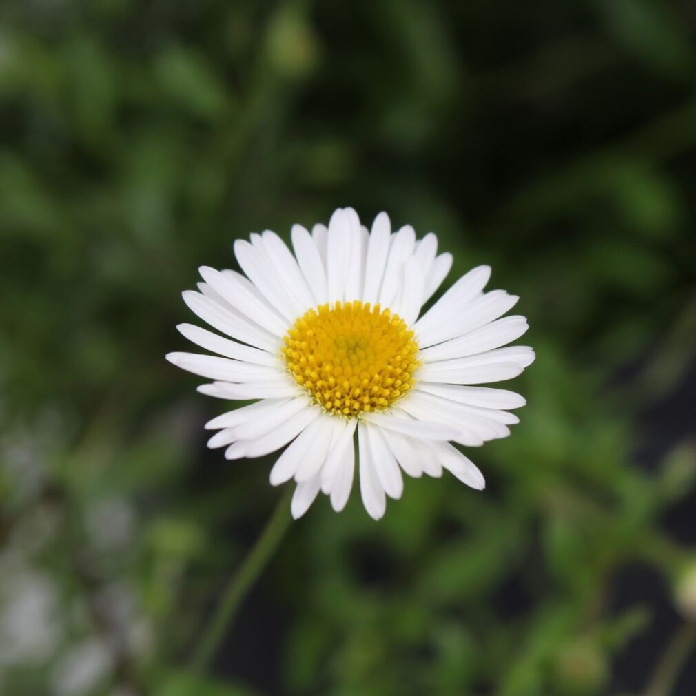 Erigeron karvinskianus (Muurfijnstraal)