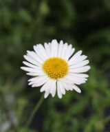 Erigeron karvinskianus (Muurfijnstraal)