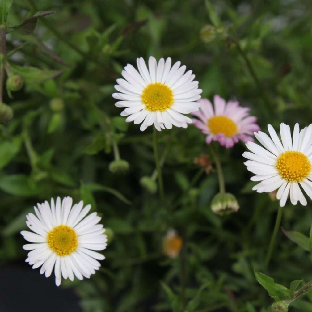 Erigeron karvinskianus (Muurfijnstraal)