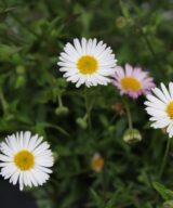 Erigeron karvinskianus (Muurfijnstraal)