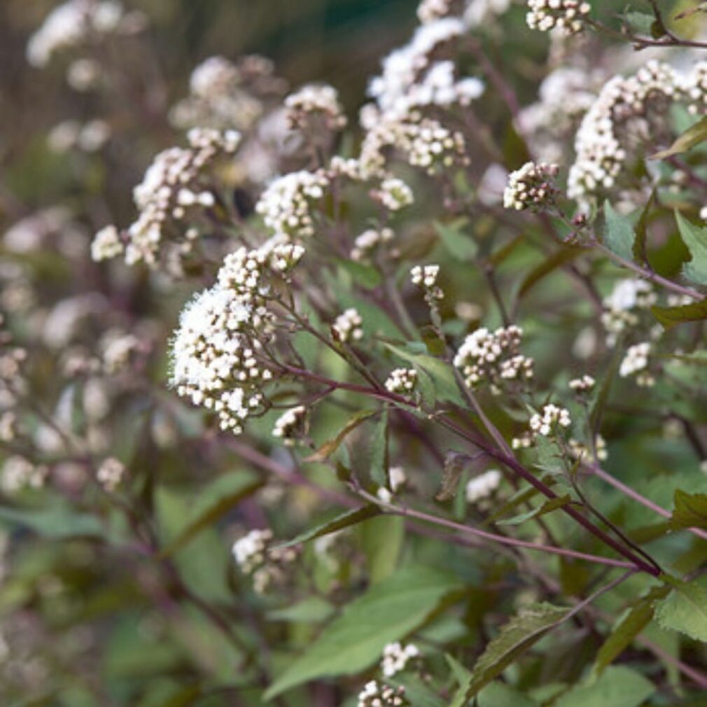 Eupatorium rugosum 'Chocolate' (Koninginnekruid)