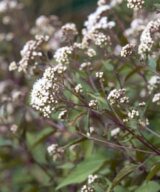 Eupatorium rugosum 'Chocolate' (Koninginnekruid)