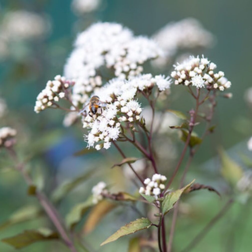 Eupatorium rugosum 'Chocolate' (Koninginnekruid)