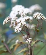 Eupatorium rugosum 'Chocolate' (Koninginnekruid)