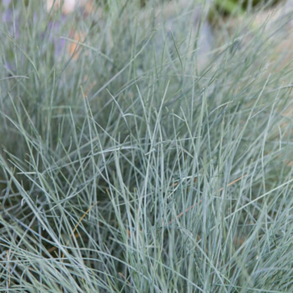 Festuca glauca 'Elijah Blue' (Zwenkgras)