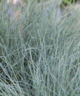 Festuca glauca 'Elijah Blue' (Zwenkgras)