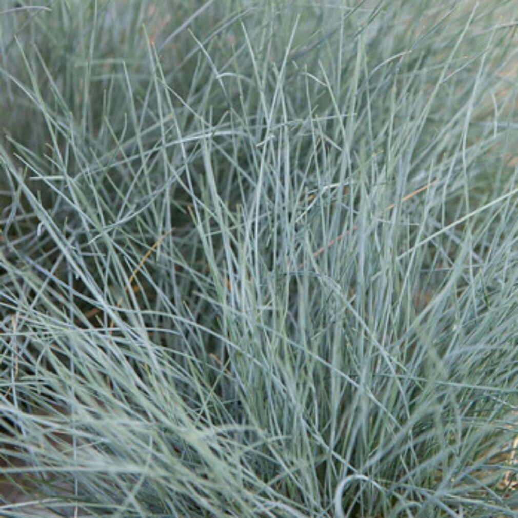 Festuca glauca 'Elijah Blue' (Zwenkgras)