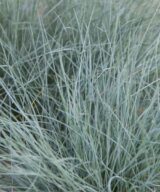 Festuca glauca 'Elijah Blue' (Zwenkgras)