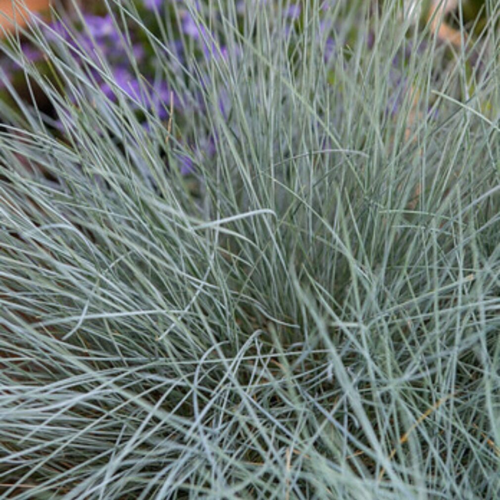 Festuca glauca 'Elijah Blue' (Zwenkgras)