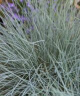 Festuca glauca 'Elijah Blue' (Zwenkgras)