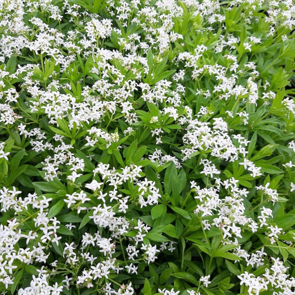 Galium odoratum (Lievevrouwebedstro)