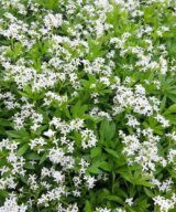 Galium odoratum (Lievevrouwebedstro)