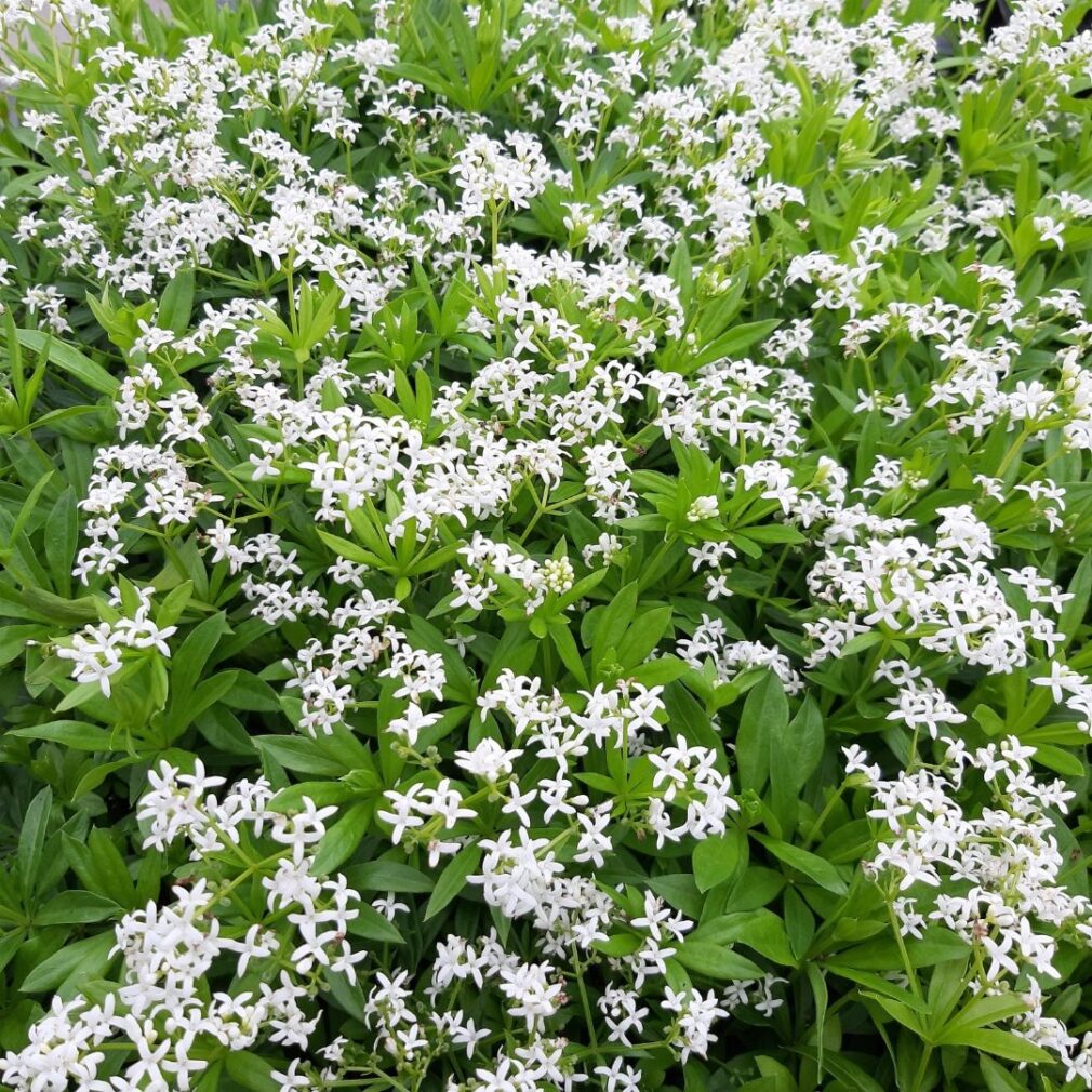 Galium odoratum (Lievevrouwebedstro)