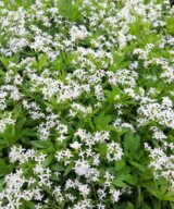 Galium odoratum (Lievevrouwebedstro)