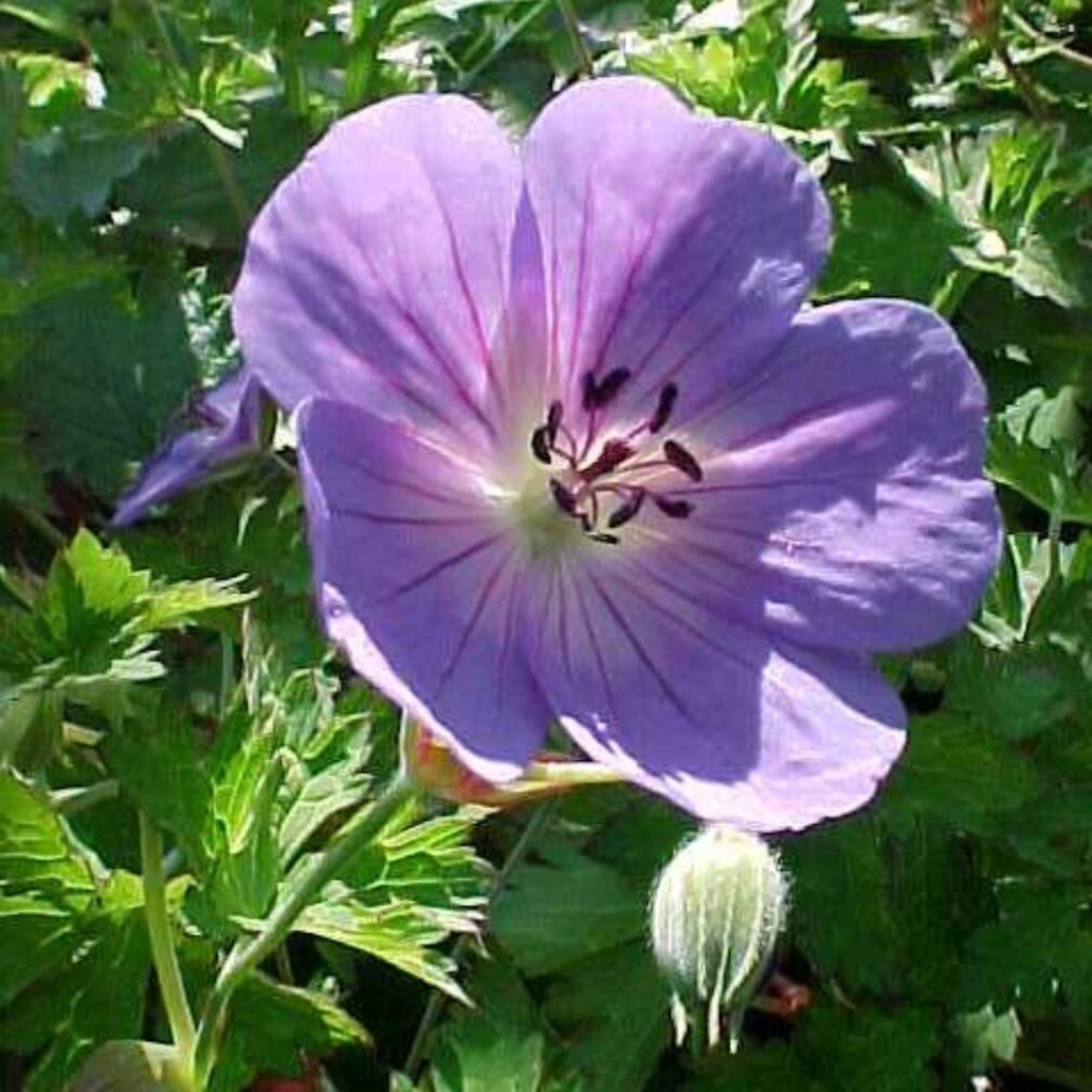 Geranium 'Rozanne' ® (Ooievaarsbek)