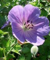 Geranium 'Rozanne' ® (Ooievaarsbek)