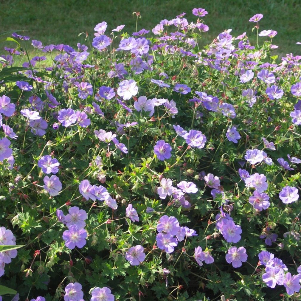 Geranium 'Rozanne' ® (Ooievaarsbek)