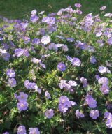 Geranium 'Rozanne' ® (Ooievaarsbek)