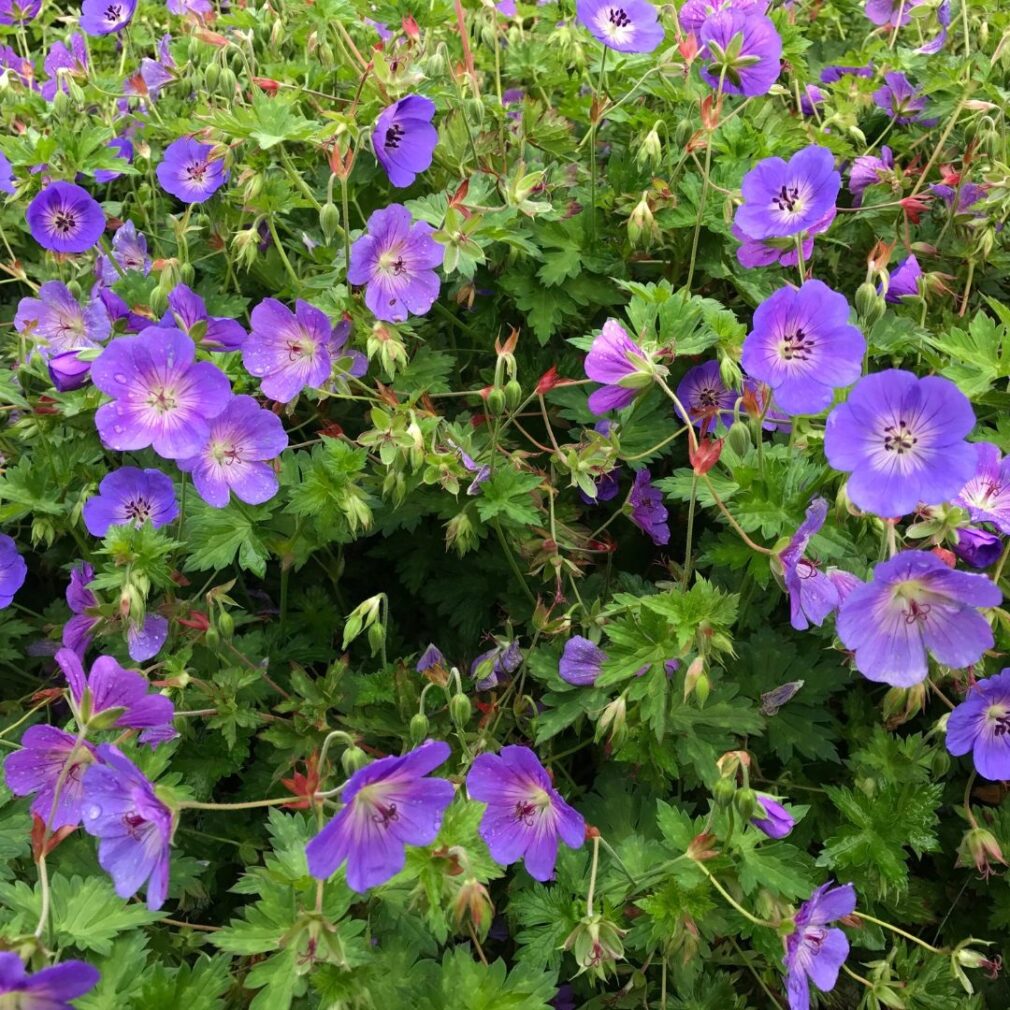 Geranium 'Rozanne' ® (Ooievaarsbek)