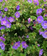 Geranium 'Rozanne' ® (Ooievaarsbek)