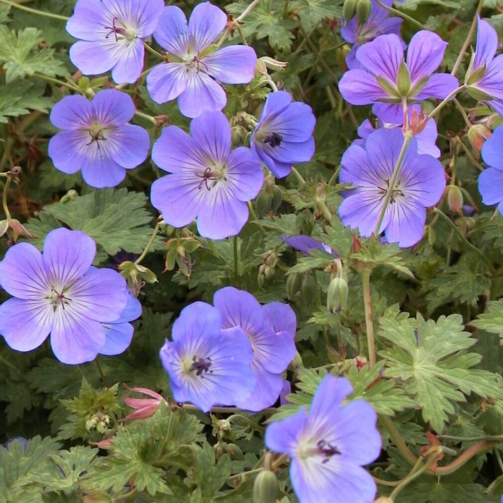 Geranium 'Rozanne' ® (Ooievaarsbek)