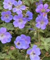 Geranium 'Rozanne' ® (Ooievaarsbek)