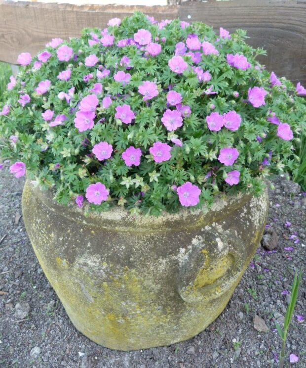 Geranium sanguineum 'Max Frei' (Ooievaarsbek)