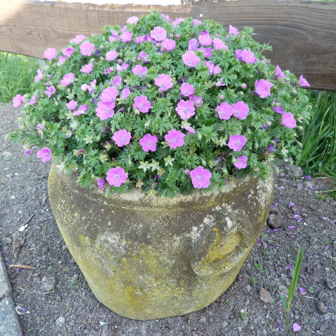 Geranium sanguineum 'Max Frei' (Ooievaarsbek)
