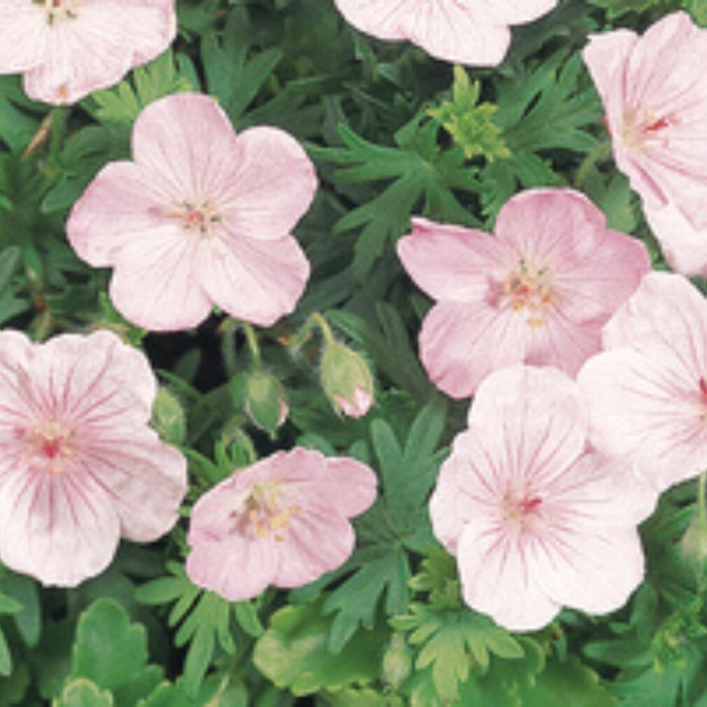 Geranium sanguineum 'Striatum' (Ooievaarsbek)