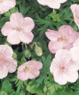 Geranium sanguineum 'Striatum' (Ooievaarsbek)