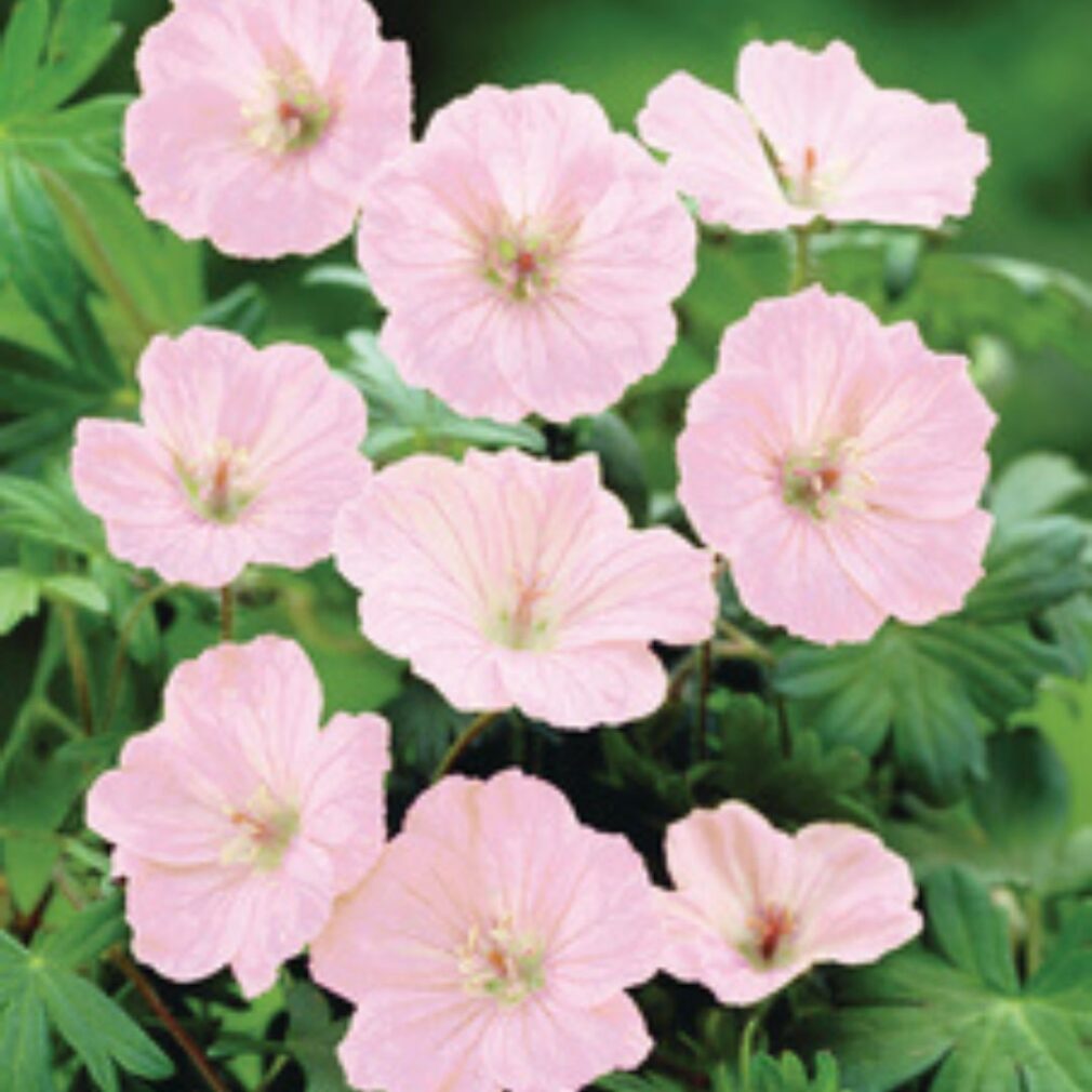 Geranium sanguineum 'Striatum' (Ooievaarsbek)