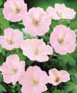 Geranium sanguineum 'Striatum' (Ooievaarsbek)