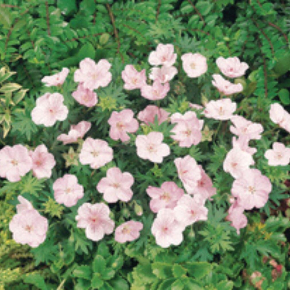 Geranium sanguineum 'Striatum' (Ooievaarsbek)