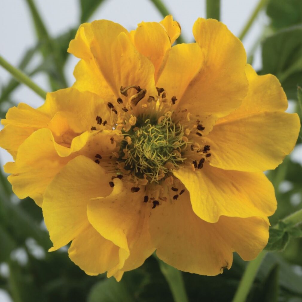 Geum chiloense 'Lady Stratheden' (Nagelkruid)