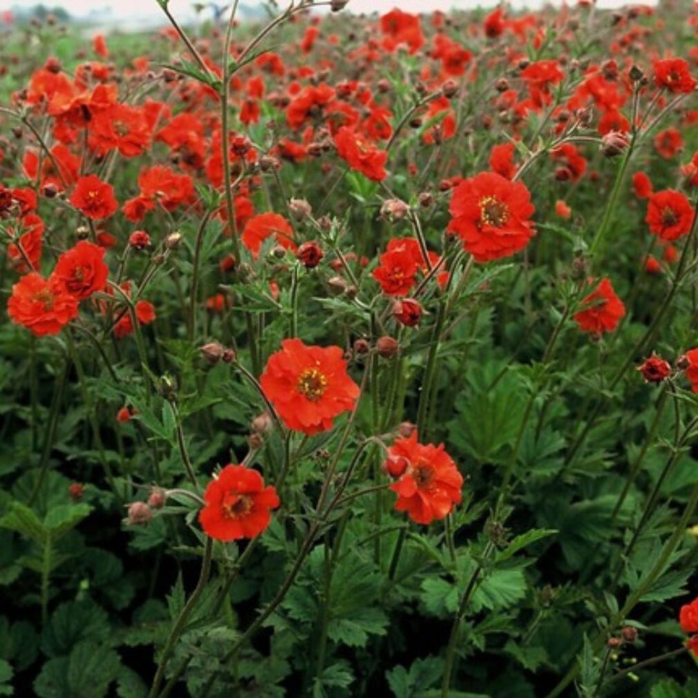 Geum chiloense 'Mrs Bradshaw' (Nagelkruid)