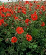 Geum chiloense 'Mrs Bradshaw' (Nagelkruid)