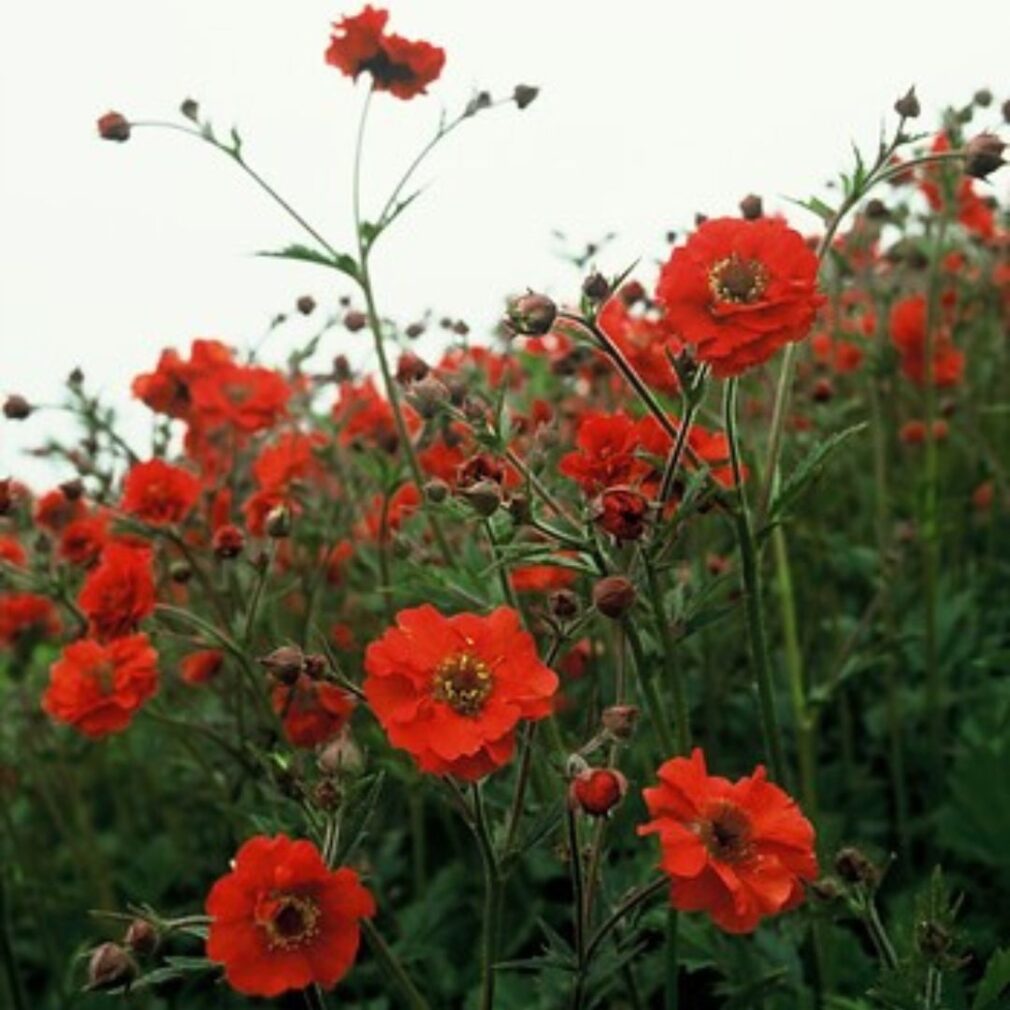 Geum chiloense 'Mrs Bradshaw' (Nagelkruid)