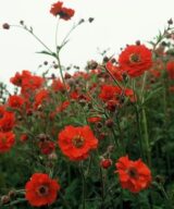 Geum chiloense 'Mrs Bradshaw' (Nagelkruid)