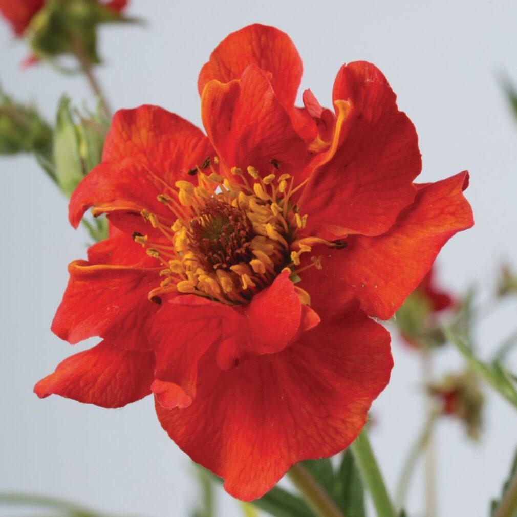 Geum chiloense 'Mrs Bradshaw' (Nagelkruid)